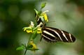 030 Zebra-Falter - Heliconius charitonius